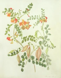Colutea Arborescens Media